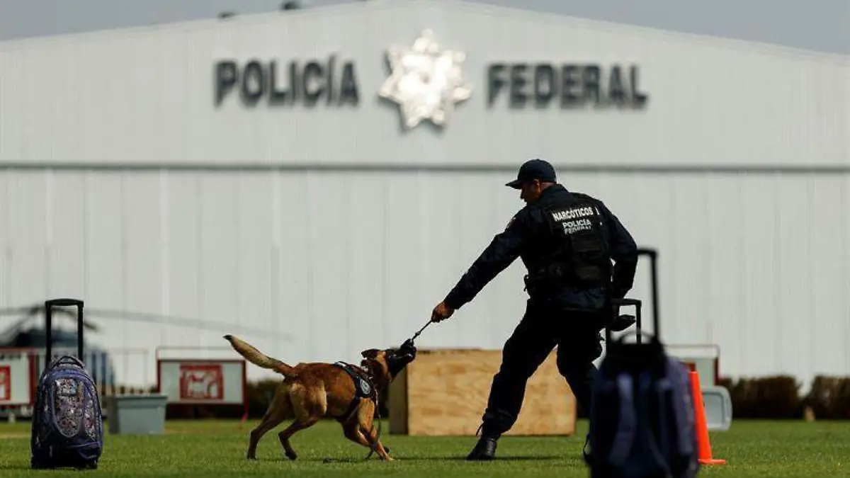 perritos policia federal unidad canina perros efe (5)